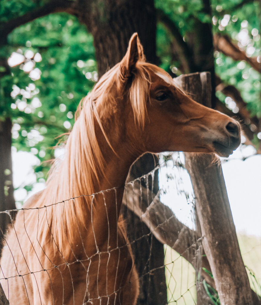 Dolny Śląsk na weekend. Portret konia