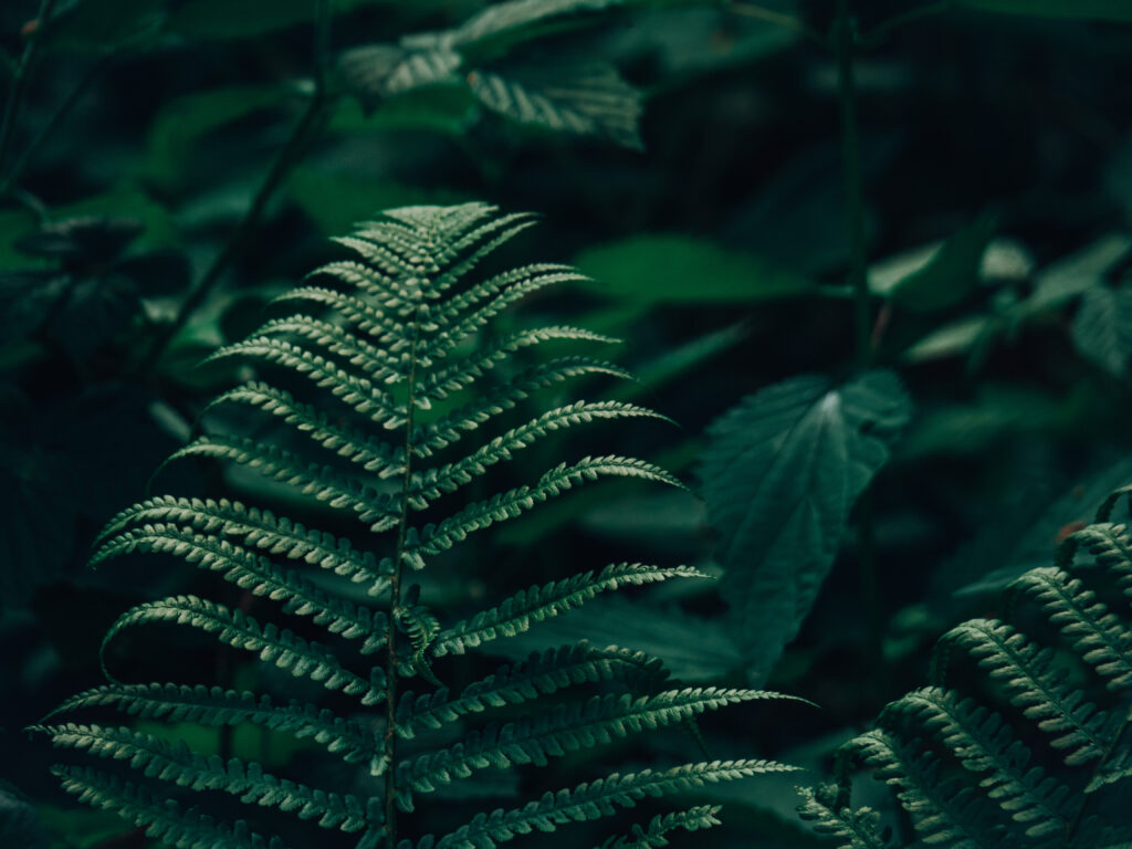 Dolny Śląsk na weekend. paproć