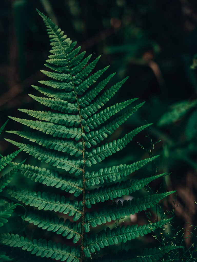 Dolny Śląsk na weekend. paproć