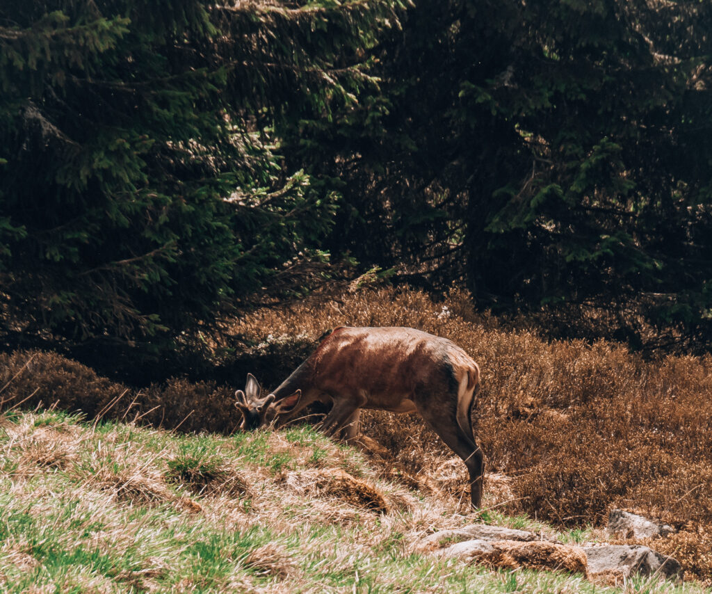 Jeleń żerujący za Strzechą Akademicką